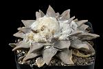 Ariocarpus retusus D. 12 € 110.00